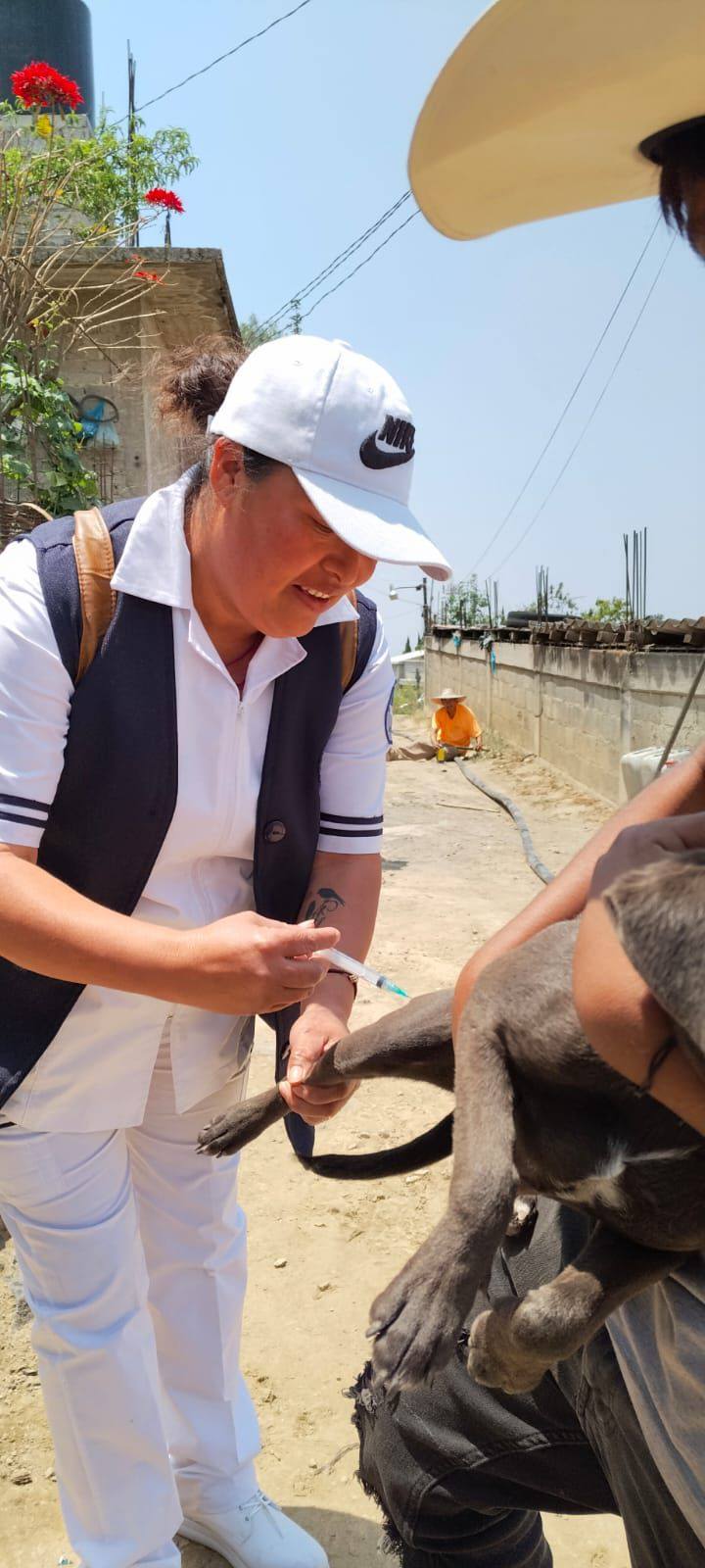 En Atlautla Se realiza jornada de vacunación antirrábica en San Andrés Tlalamac.